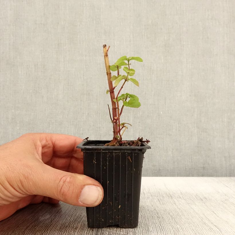 Esimerkki syksyllä toimitetusta Mintut rotundifolia luomu 8/9 cm taimiruukku-taimesta