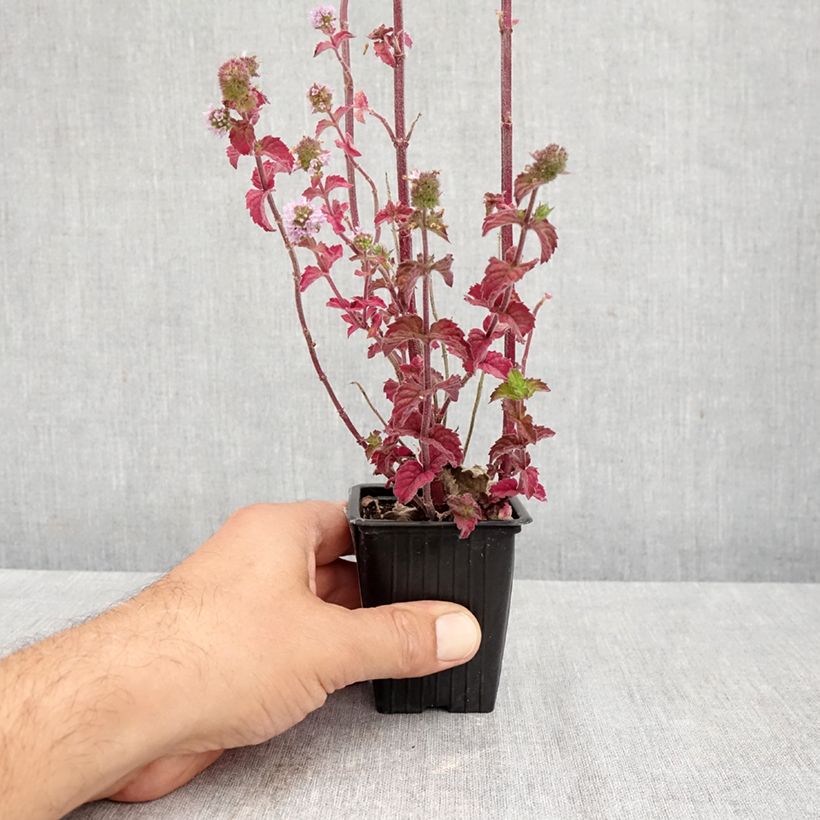 Esimerkki syksyllä toimitetusta Pyöröminttu luomu 8/9 cm taimiruukku-taimesta
