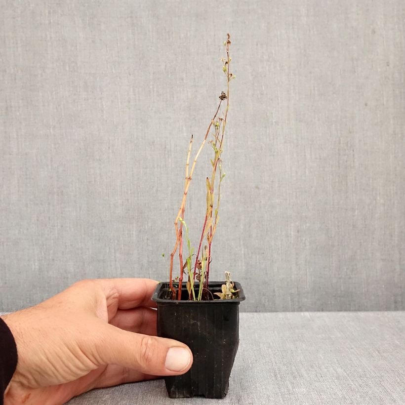 Esimerkki syksyllä toimitetusta Mintut suriso luomu 8/9 cm taimiruukku-taimesta