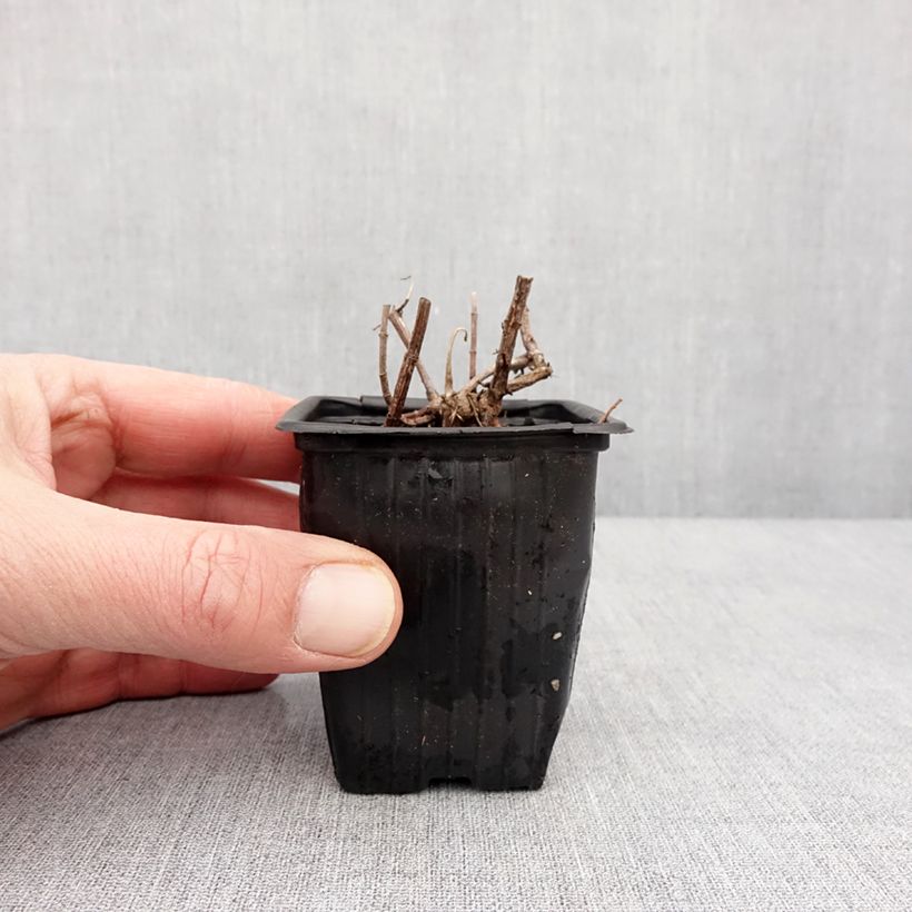 Esimerkki talvella toimitetusta Menthe suriso BIO Godet de 8/9 cm-taimesta
