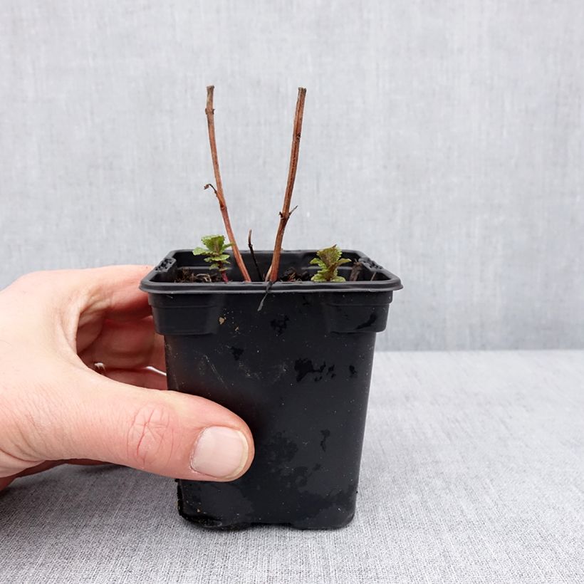 Esimerkki talvella toimitetusta Viherminttu Tashkent luomu 8/9 cm taimiruukku-taimesta