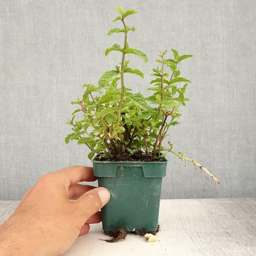 Esimerkki kesällä toimitetusta Viherminttu Hollywood 10 cm/11 cm ruukku-taimesta