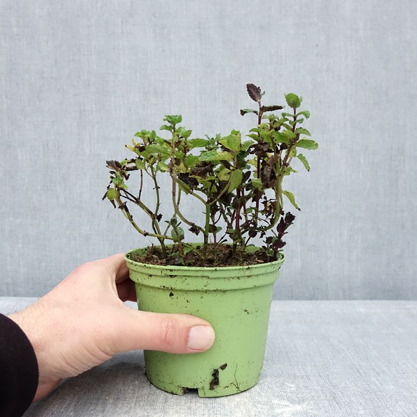 Esimerkki talvella toimitetusta Mintut luomu taimena 10 cm/11 cm ruukku-taimesta