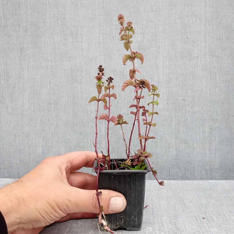 Esimerkki syksyllä toimitetusta Minttu rubra luomu 8/9 cm taimiruukku-taimesta