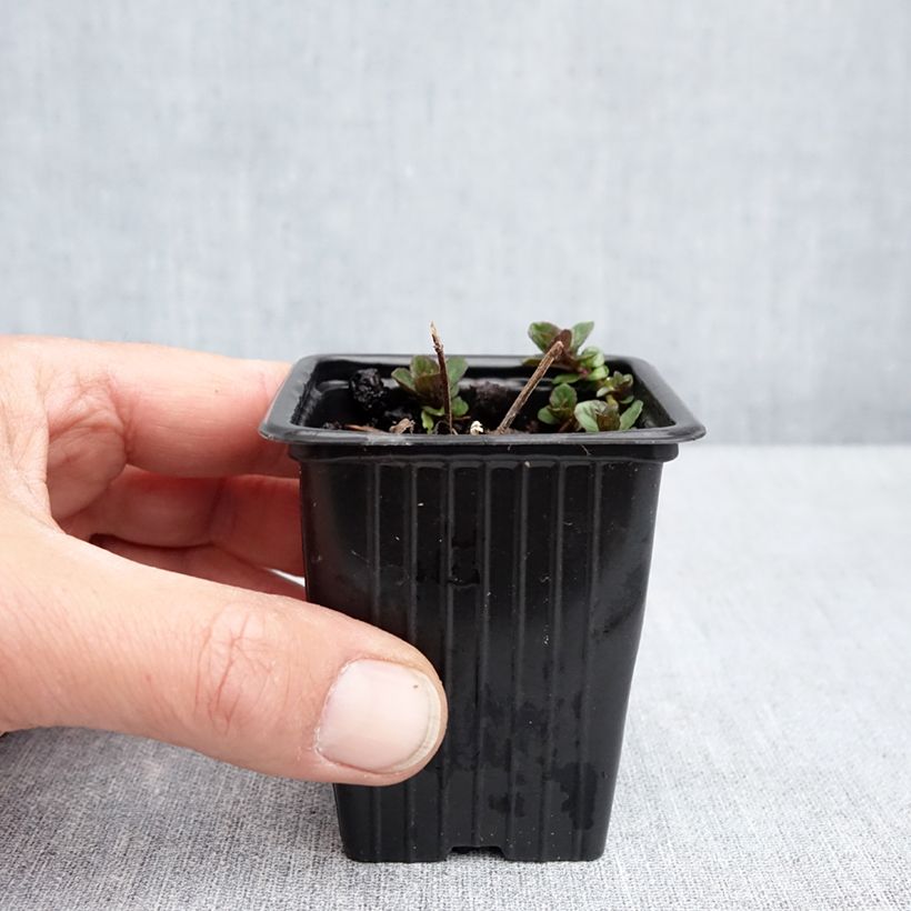 Esimerkki keväällä toimitetusta Minttu rubra luomu 8/9 cm taimiruukku-taimesta