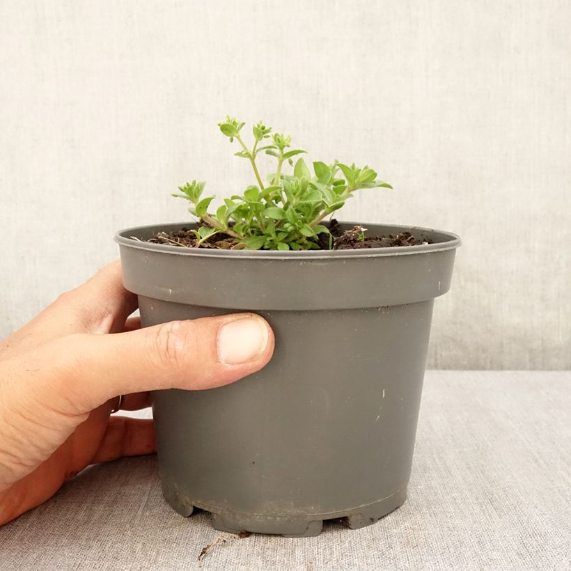 Esimerkki kesällä toimitetusta Merihalikka - Mertensia maritima 1 litran / 1,5 litran ruukku-taimesta