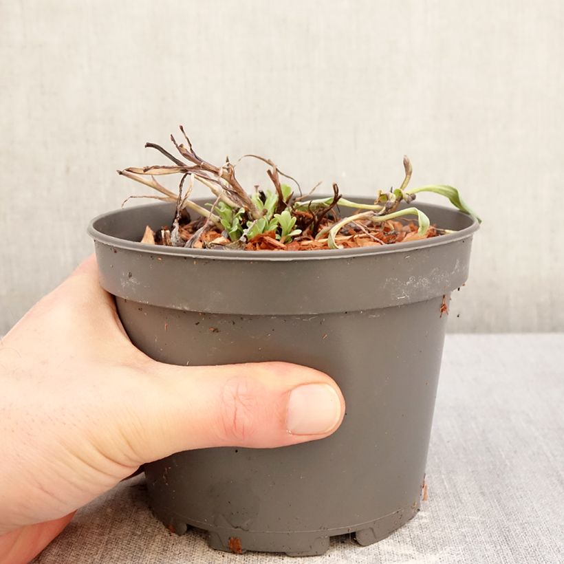 Esimerkki talvella toimitetusta Merihalikka - Mertensia maritima 1 litran / 1,5 litran ruukku-taimesta