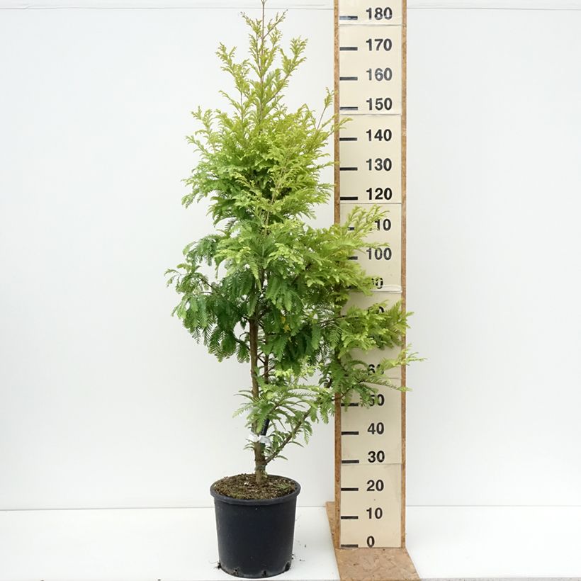 Esimerkki kesällä toimitetusta Kiinanpunapuu Chubby Pot de 12L/15L-taimesta
