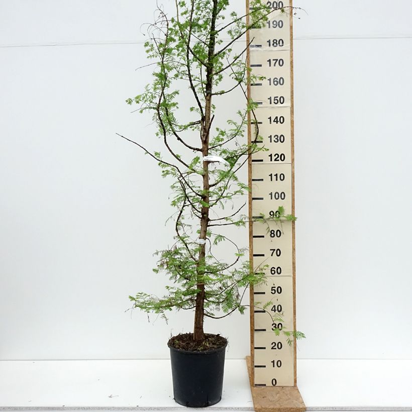 Esimerkki kesällä toimitetusta Kiinanpunapuu - Metasequoia glyptostroboides Ruukku 18L / 20L-taimesta