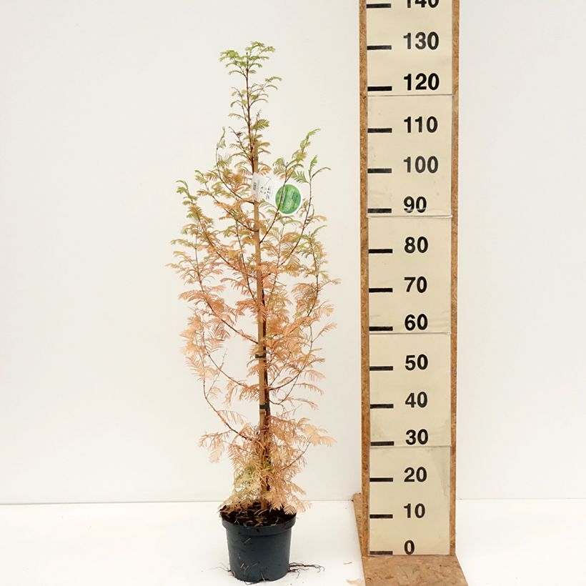 Esimerkki syksyllä toimitetusta Kiinanpunapuu - Metasequoia glyptostroboides 3 litran/4 litran ruukku-taimesta