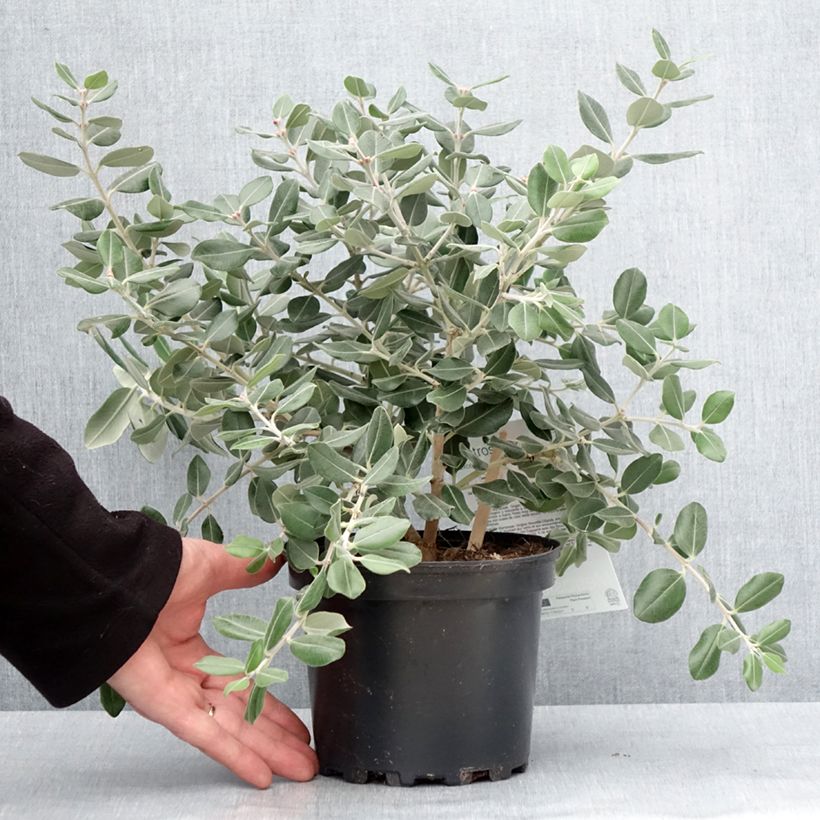 Esimerkki talvella toimitetusta Metrosideros excelsa Aurea - Arbre de Noël de Nouvelle-Zélande Pot de 2L/3L-taimesta