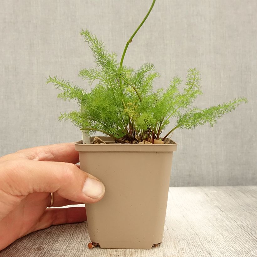 Esimerkki syksyllä toimitetusta Karhunjuuri - Meum athamanticum 8/9 cm taimiruukku-taimesta
