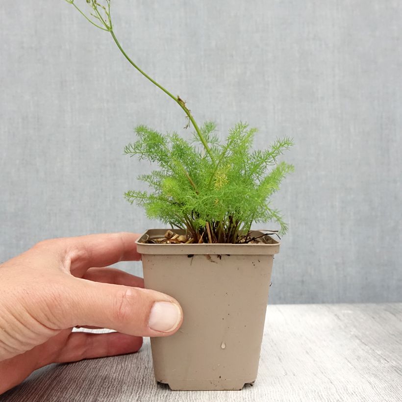 Esimerkki kesällä toimitetusta Karhunjuuri - Meum athamanticum Godet de 8/9 cm-taimesta