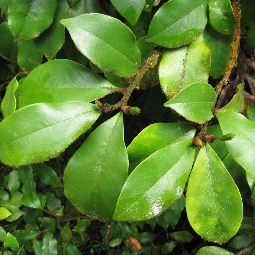 Liljamagnolia - Magnolia figo (Lehvistö)