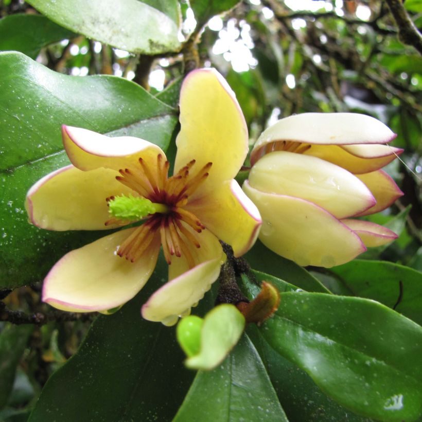 Liljamagnolia - Magnolia figo (Kukinta)