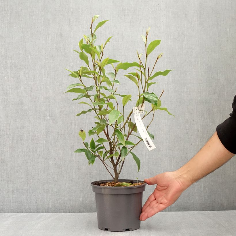 Esimerkki kesällä toimitetusta Liljamagnolia - Magnolia figo Pot de 2L/3L-taimesta