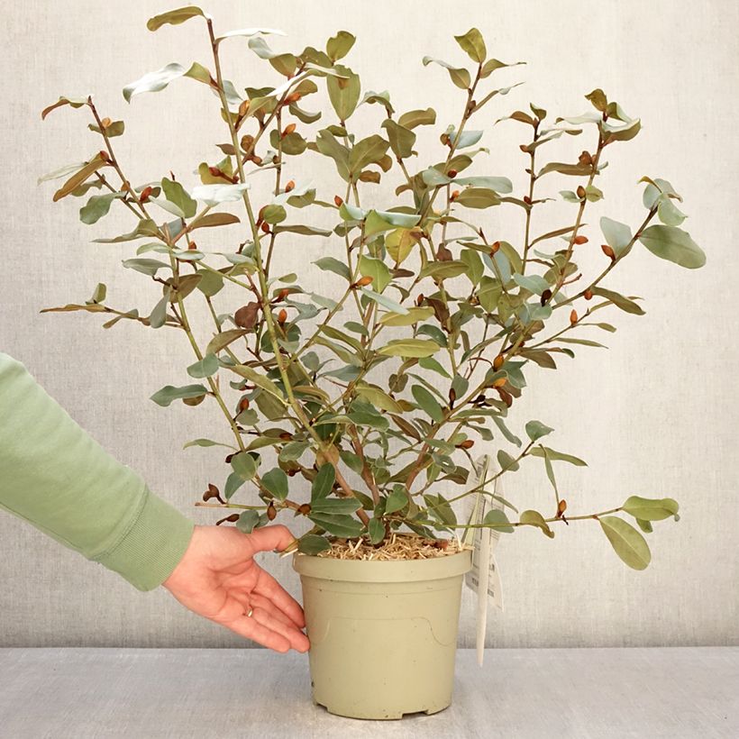 Esimerkki talvella toimitetusta Liljamagnolia Gail's Favorite Ruukku 4L / 5L-taimesta