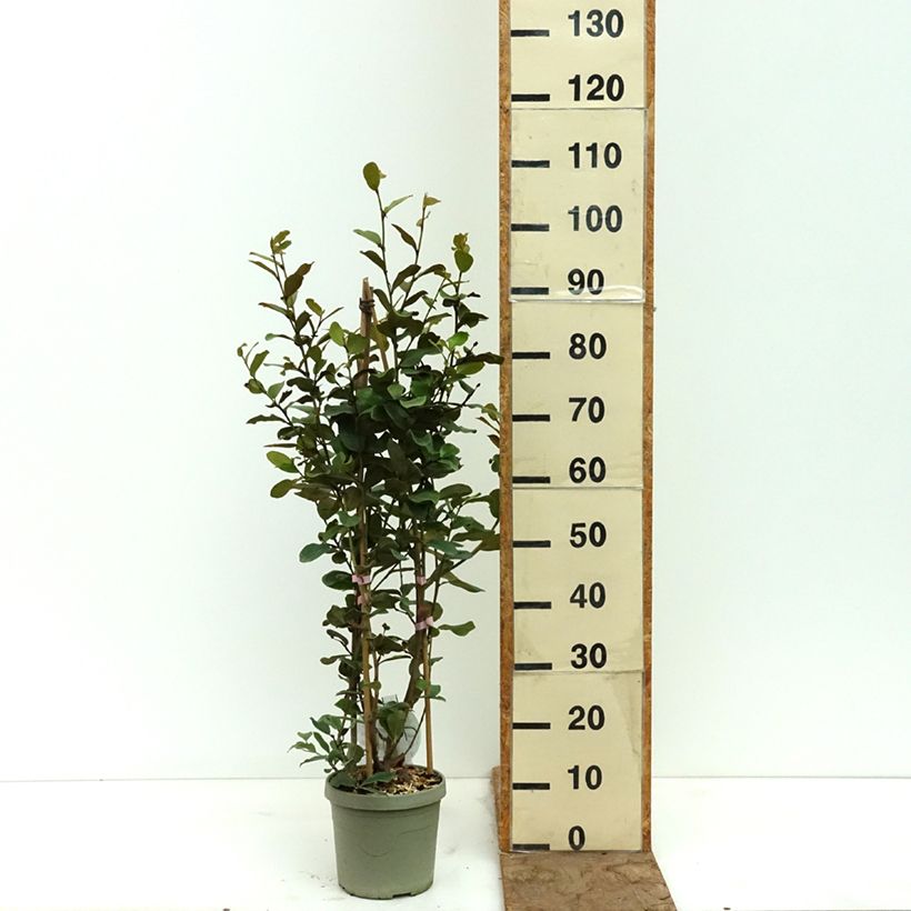 Esimerkki keväällä toimitetusta Liljamagnolia Gail's Favorite Ruukku 4L / 5L-taimesta
