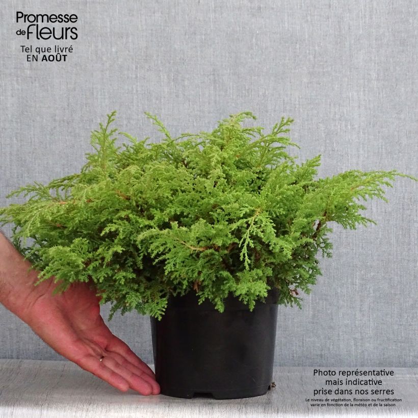 Esimerkki kesällä toimitetusta Tuivio Fuzzball Pot de 2L/3L-taimesta