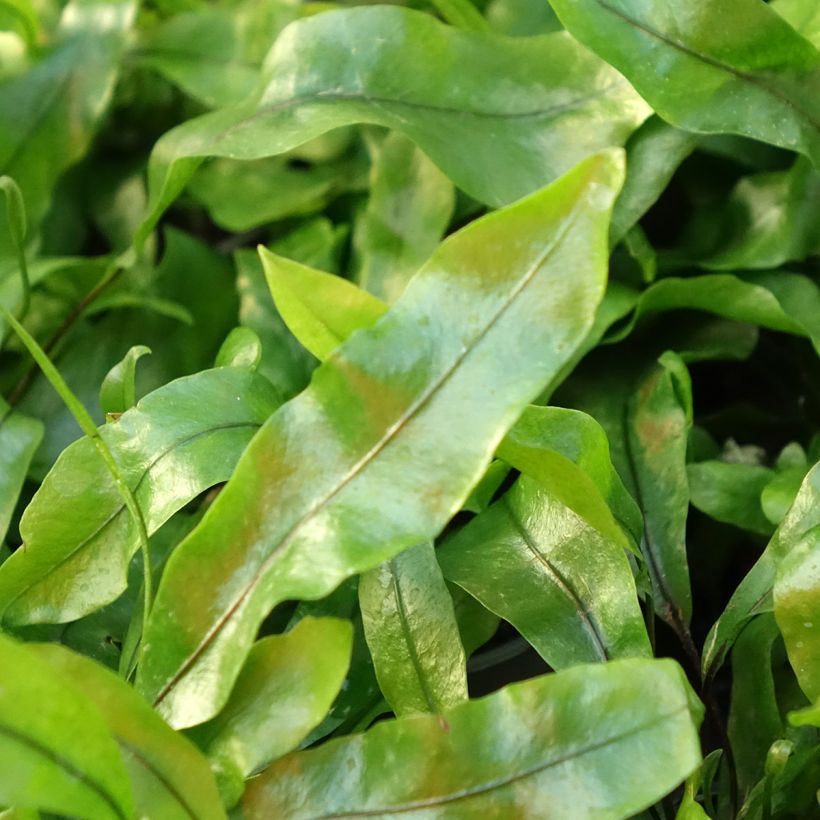 Microsorum pteropus (Lehvistö)