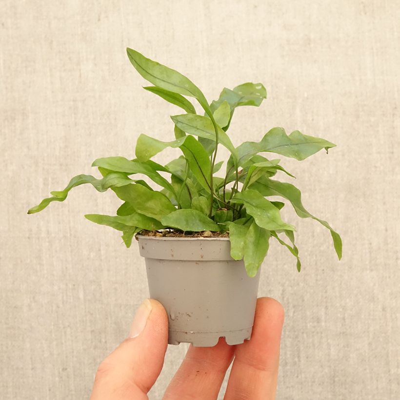 Esimerkki keväällä toimitetusta Microsorum pteropus Minikasvi-taimesta