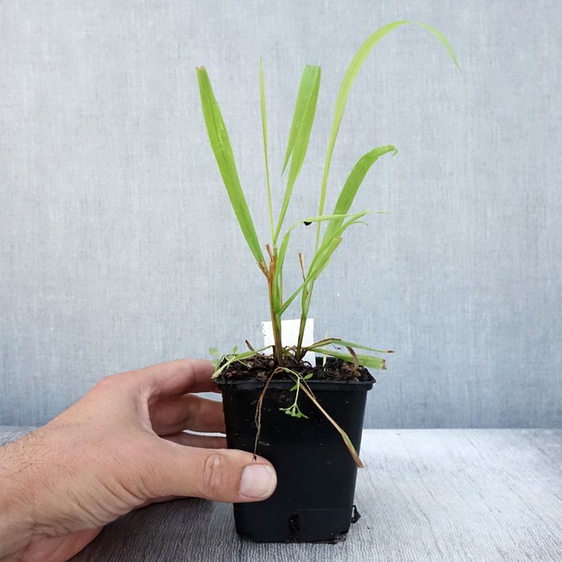 Esimerkki syksyllä toimitetusta Lehtotesma Aureum 8/9 cm taimiruukku-taimesta