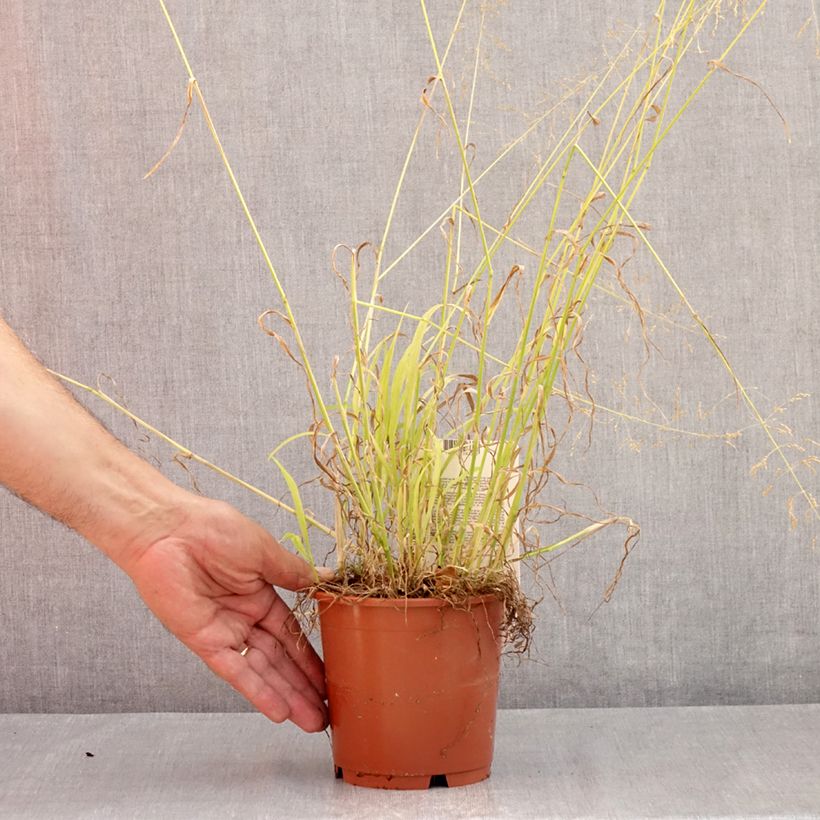 Esimerkki kesällä toimitetusta Lehtotesma Aureum Pot de 1L/1,5L-taimesta