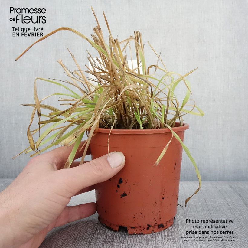Esimerkki talvella toimitetusta Milium effusum Aureum Pot de 1L/1,5L-taimesta