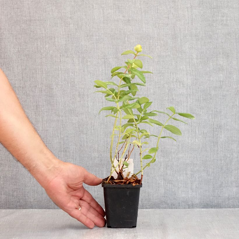 Esimerkki kesällä toimitetusta Turkinpensaskuisma - Hypericum calycinum Godet de 7/8 cm-taimesta