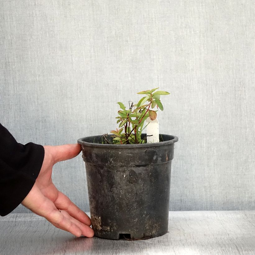 Esimerkki syksyllä toimitetusta Turkinpensaskuisma - Hypericum calycinum 2 litran/3 litran ruukku-taimesta