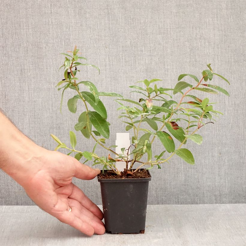 Esimerkki syksyllä toimitetusta Turkinpensaskuisma - Hypericum calycinum 7/8 cm taimiruukku-taimesta
