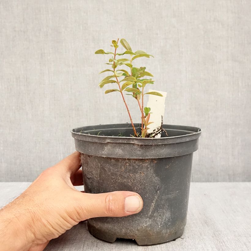 Esimerkki kesällä toimitetusta Turkinpensaskuisma - Hypericum calycinum Pot de 2L/3L-taimesta