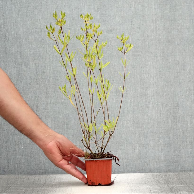 Esimerkki kesällä toimitetusta Pensaskuisma Buttercup Godet de 8/9 cm-taimesta