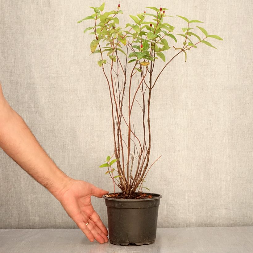 Esimerkki kesällä toimitetusta Marjakuisma Elstead Pot de 1,5L/2L-taimesta