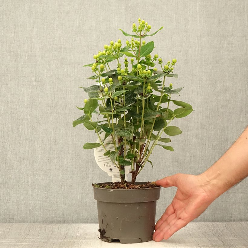 Esimerkki kesällä toimitetusta Marjakuisma Miracle Pistache Pot de 2L/3L-taimesta