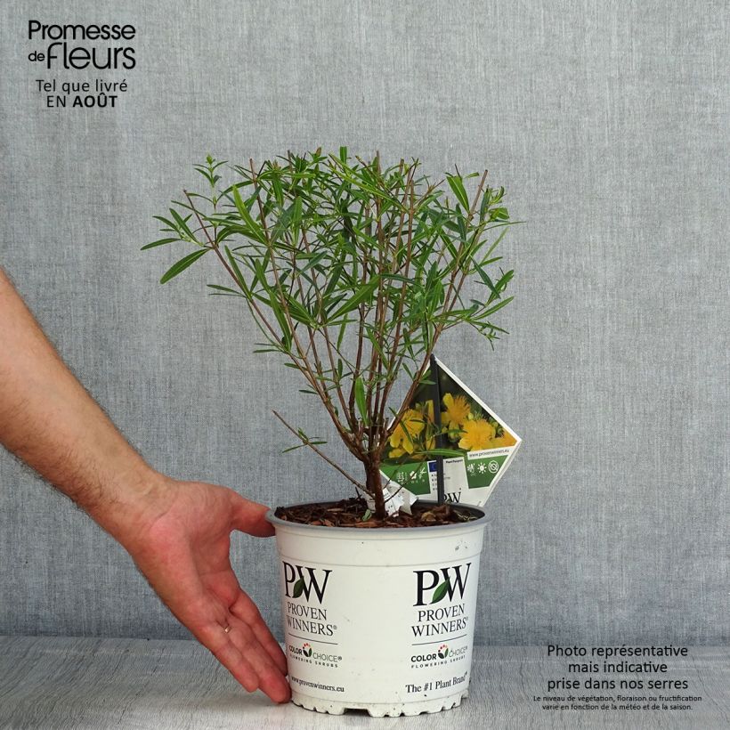 Esimerkki kesällä toimitetusta Kalminkuisma Sunny Boulevard Pot de 2L/3L-taimesta