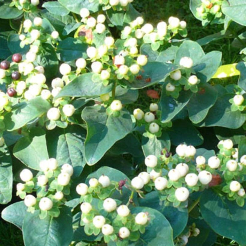 Marjakuisma Magical White (Kukinta)
