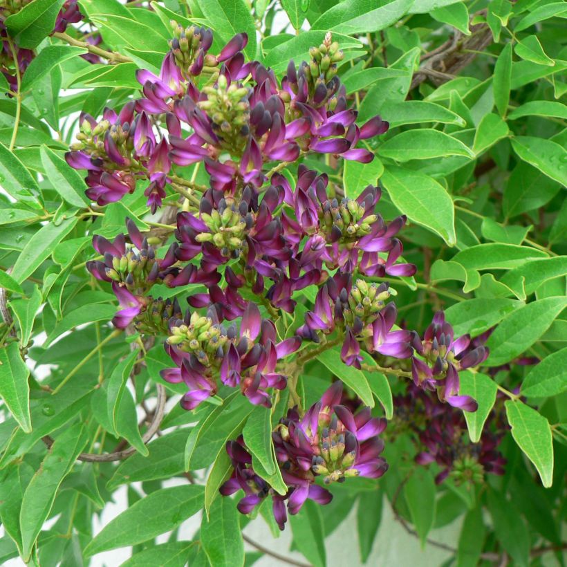 Millettia japonica Satsuma (Kukinta)