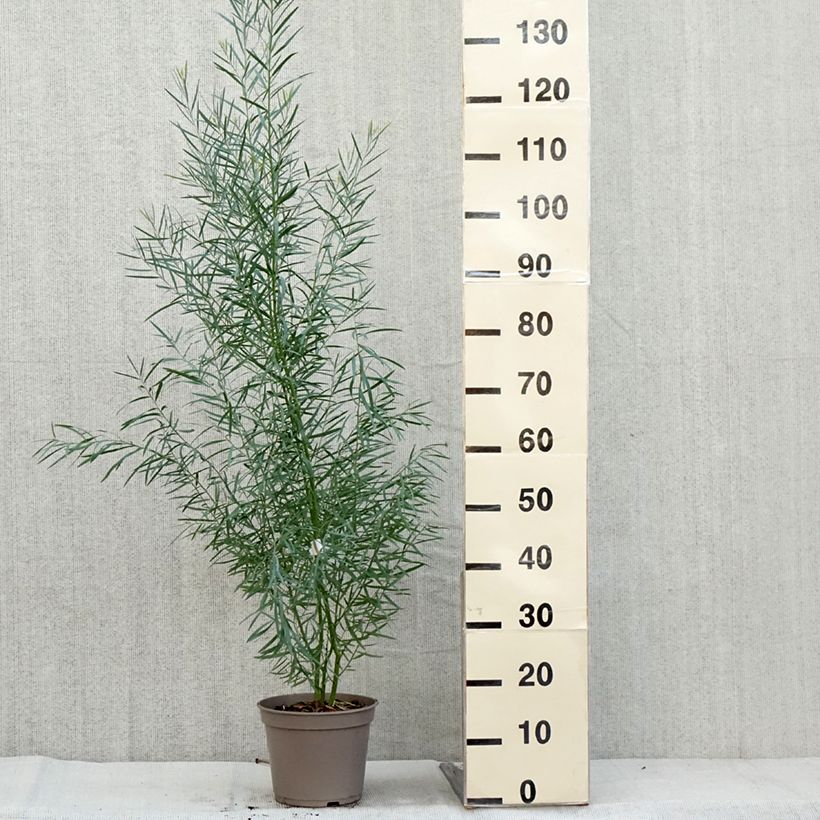 Esimerkki syksyllä toimitetusta Akaasia - Acacia iteaphylla 4 litran/5 litran ruukku-taimesta