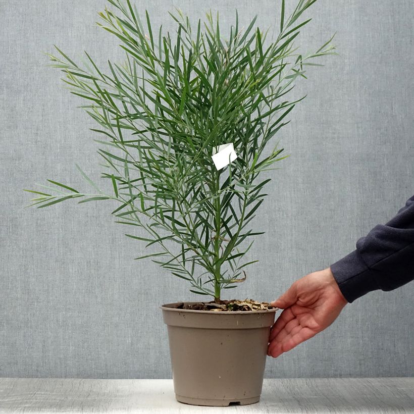 Esimerkki kesällä toimitetusta Akaasia - Acacia iteaphylla Pot de 4L/5L-taimesta