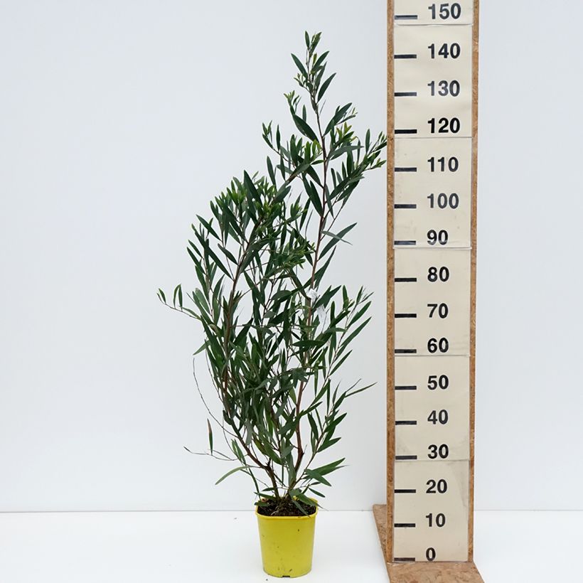 Esimerkki syksyllä toimitetusta Pajuakaasia - Acacia longifolia 4 litran/5 litran ruukku-taimesta
