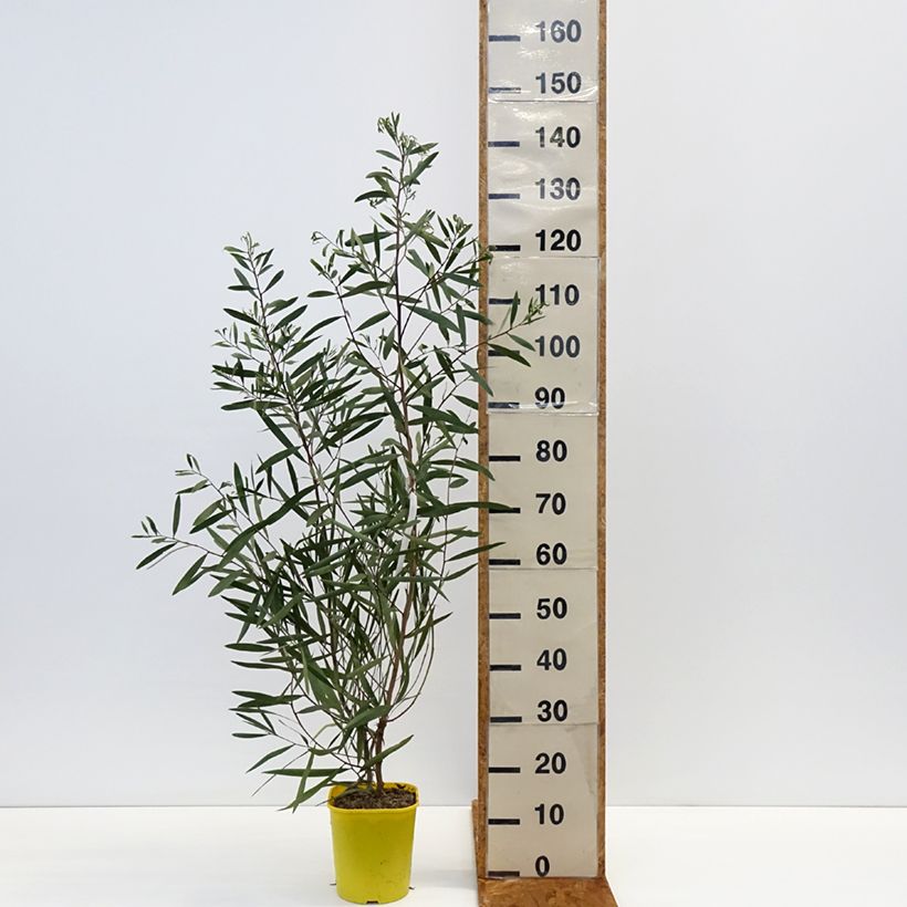 Esimerkki talvella toimitetusta Pajuakaasia - Acacia longifolia Pot de 4L/5L-taimesta