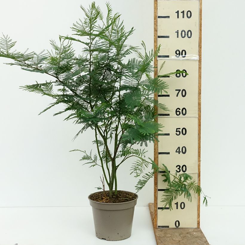 Esimerkki kesällä toimitetusta Hopea-akaasia - Acacia dealbata 4 litran/5 litran ruukku-taimesta