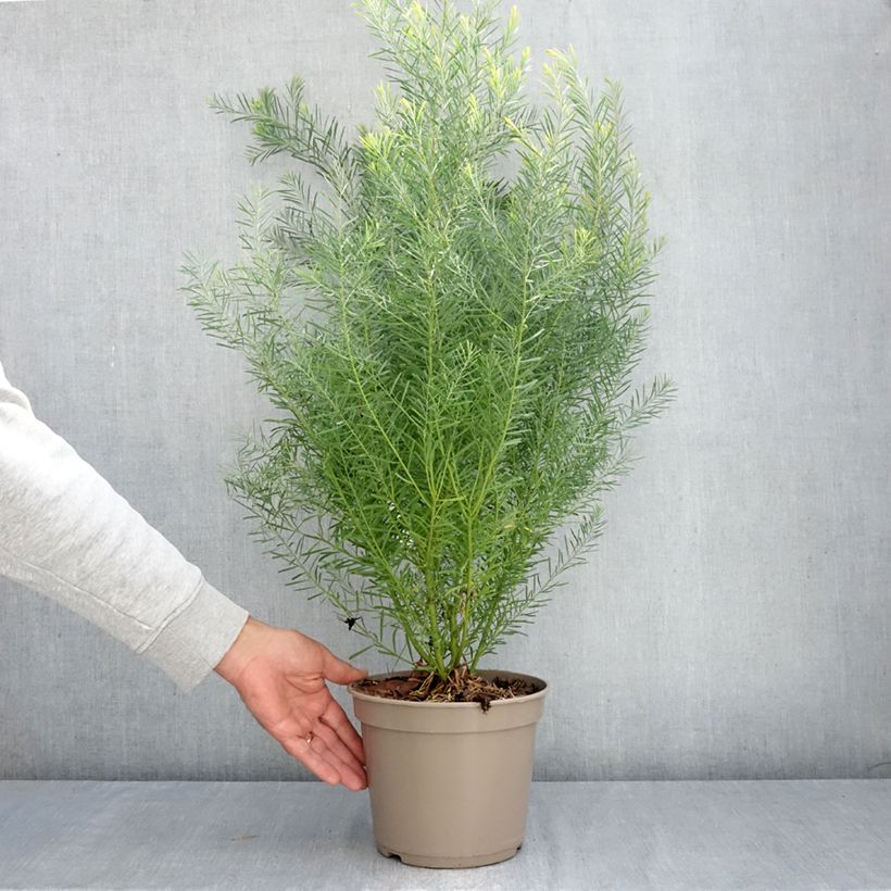 Esimerkki syksyllä toimitetusta Akaasia - Acacia boormanii 4 litran/5 litran ruukku-taimesta