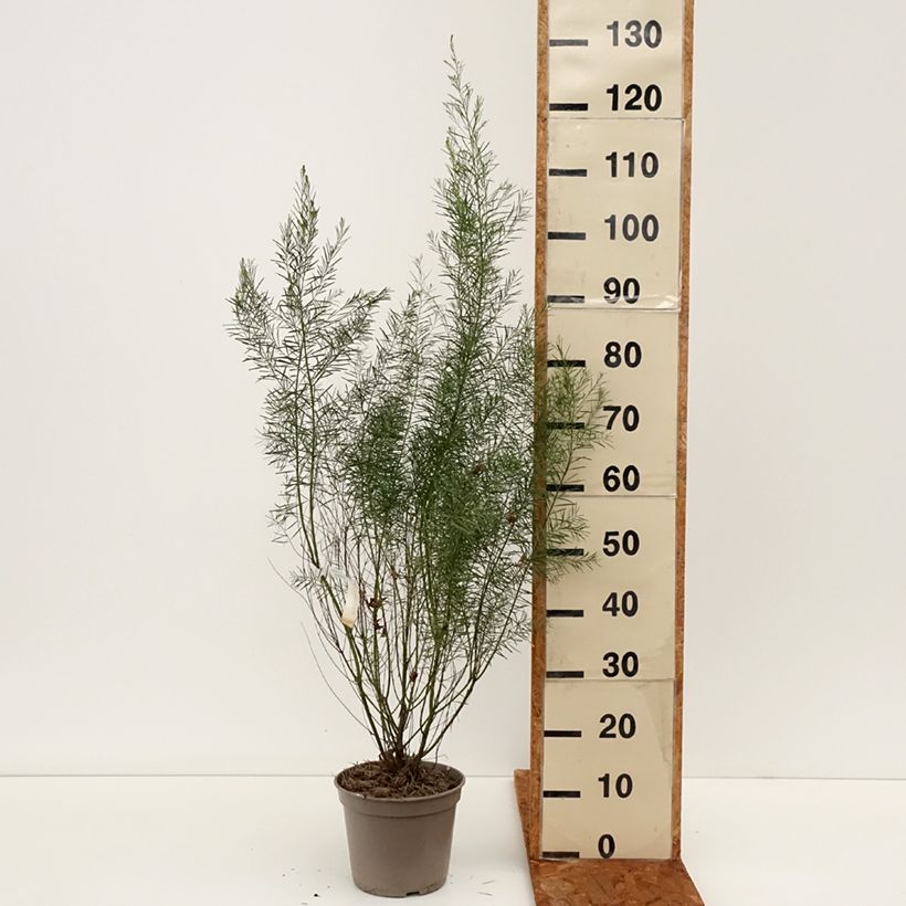 Esimerkki talvella toimitetusta Akaasia - Acacia boormanii Pot de 4L/5L-taimesta