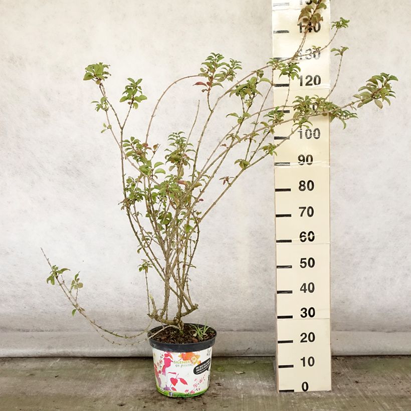 Esimerkki kesällä toimitetusta Komeaonnenpensas Mindor Pot de 7,5L/10L-taimesta