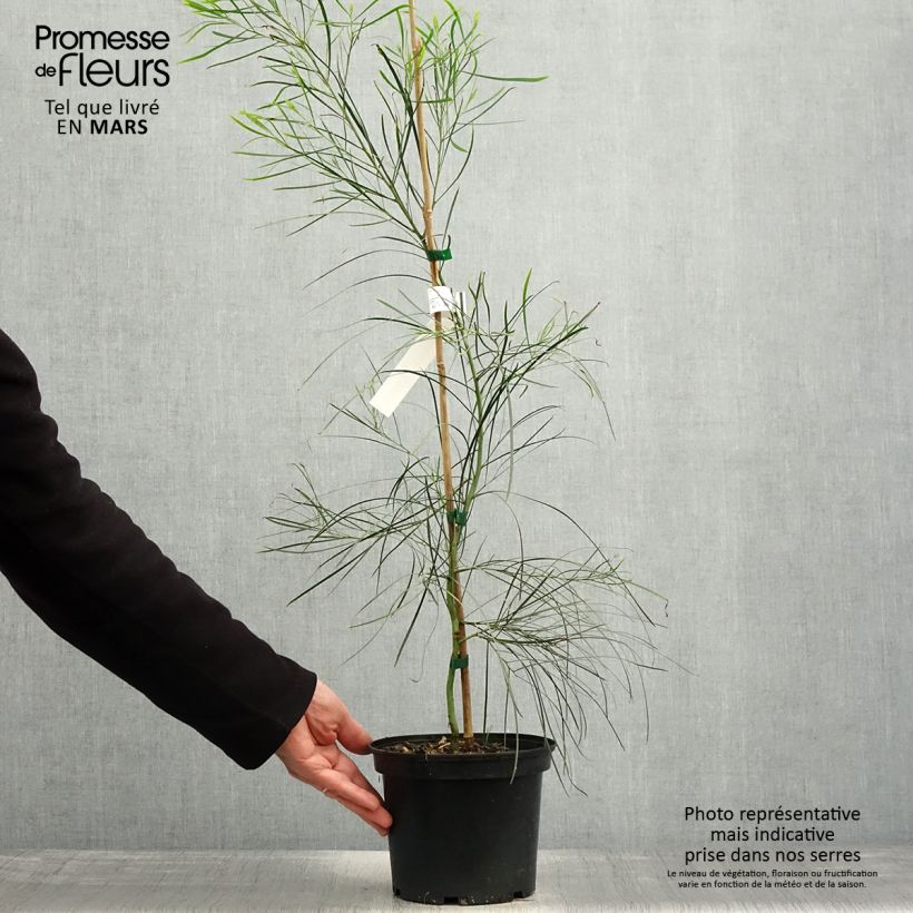 Esimerkki keväällä toimitetusta Akaasia - Acacia retinodes Pot de 2L/3L-taimesta