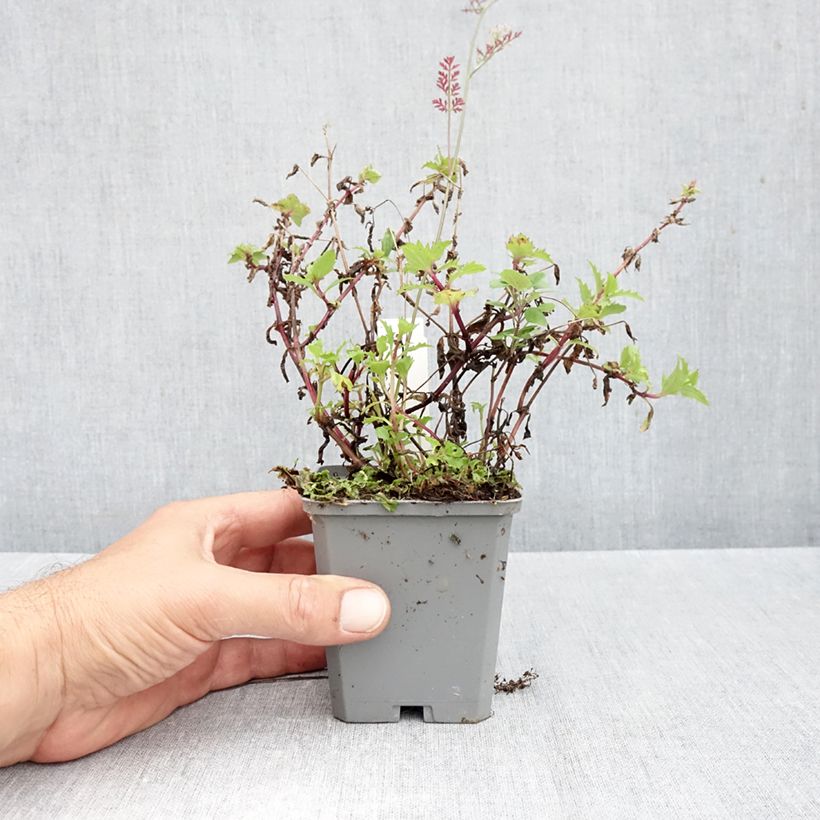Esimerkki syksyllä toimitetusta Apinankukka Roter Kaiser 8/9 cm taimiruukku-taimesta