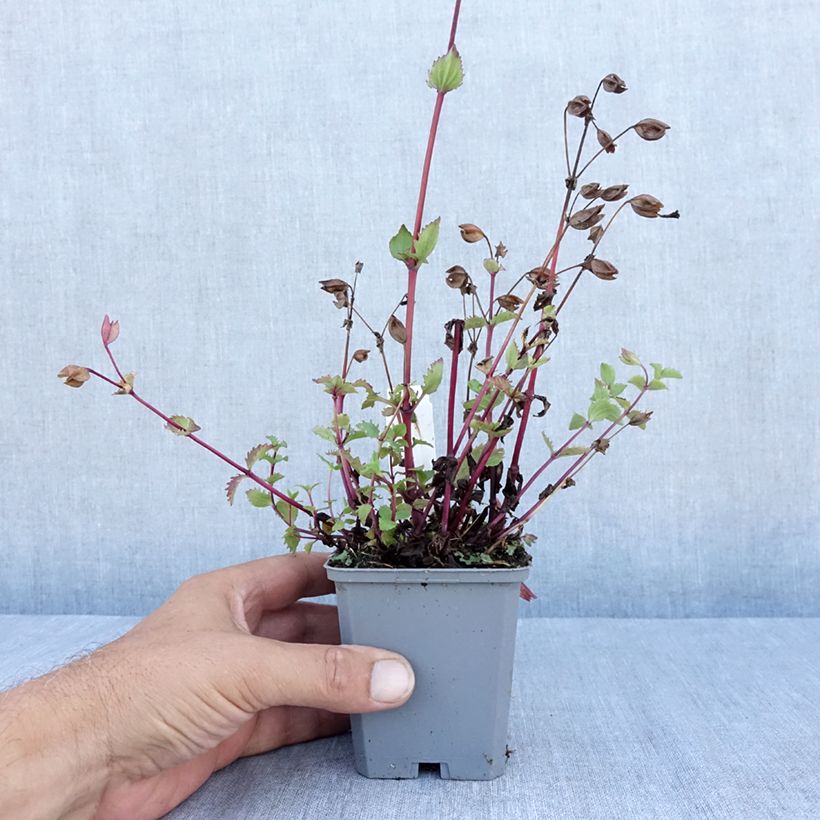 Esimerkki kesällä toimitetusta Apinankukka Roter Kaiser Godet de 8/9 cm-taimesta