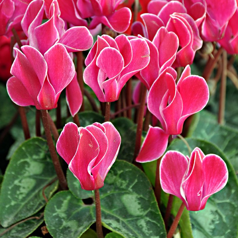 Syklaami Bisou Magenta (Kukinta)